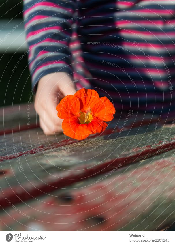 A gift Joy Happy Healthy Wellness Life Harmonious Well-being Contentment Senses Relaxation Calm Meditation Fragrance Child Toddler Girl Infancy To enjoy