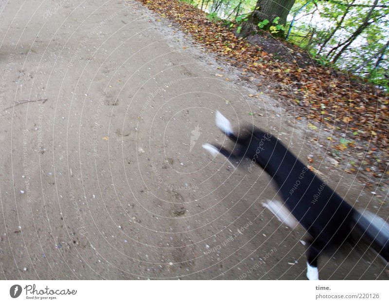 Fuzzy dog, running out of the picture in a hurry Dog Lanes & trails Walking Blur Motion blur Running Subdued colour Speed Tree Bushes Leaf Autumn