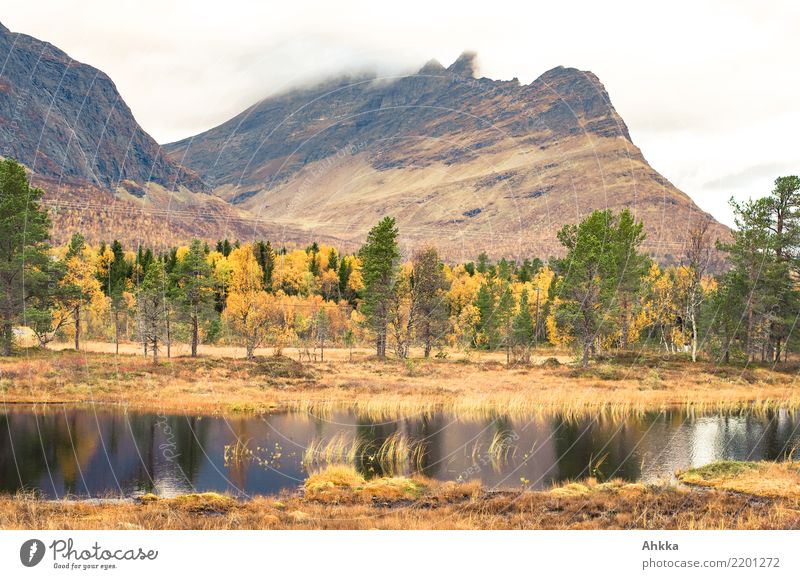 Moorlands in Norway in autumn Tourism Adventure Landscape Elements Bad weather Tree Mountain Bog Marsh Pond Dark Calm Loneliness Uniqueness Nature Stagnating