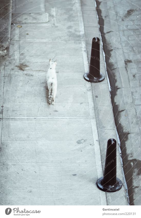 Walking Alone Animal Cat 1 Free Gloomy Gray Sidewalk Loneliness Wild Bollard Rear view Concrete Tails Deserted Free-living Curbside Curbstone Independence