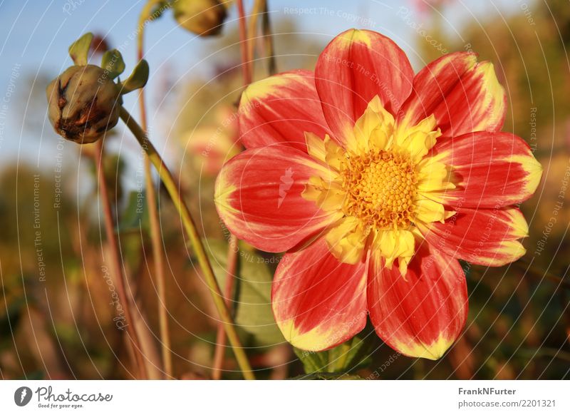 Taming the Sun Nature Plant Blossom Yellow Red Multicoloured Exterior shot Close-up Deserted Light Sunlight Central perspective