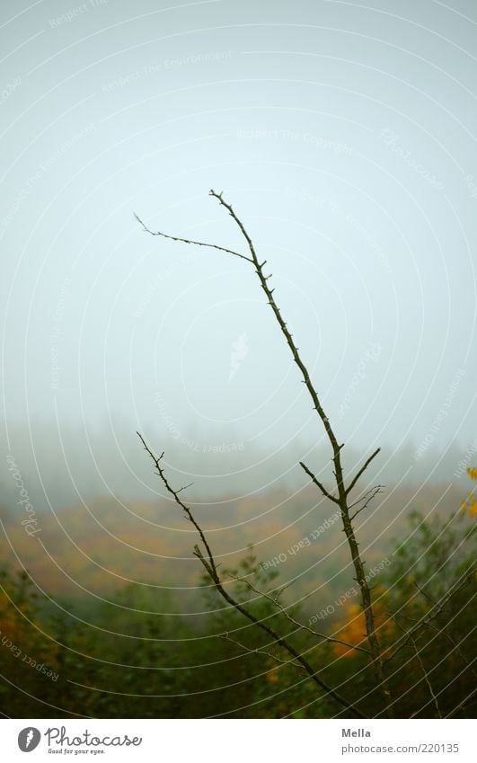 autumn Environment Nature Landscape Plant Sky Autumn Climate Weather Bad weather Fog Branch Forest Faded To dry up Growth Natural Gray Moody End