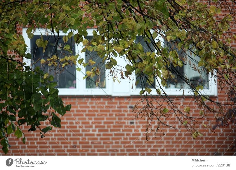 View into the green Nature Tree House (Residential Structure) Building Wall (barrier) Wall (building) Facade Window Observe Branch Leaf Green Red