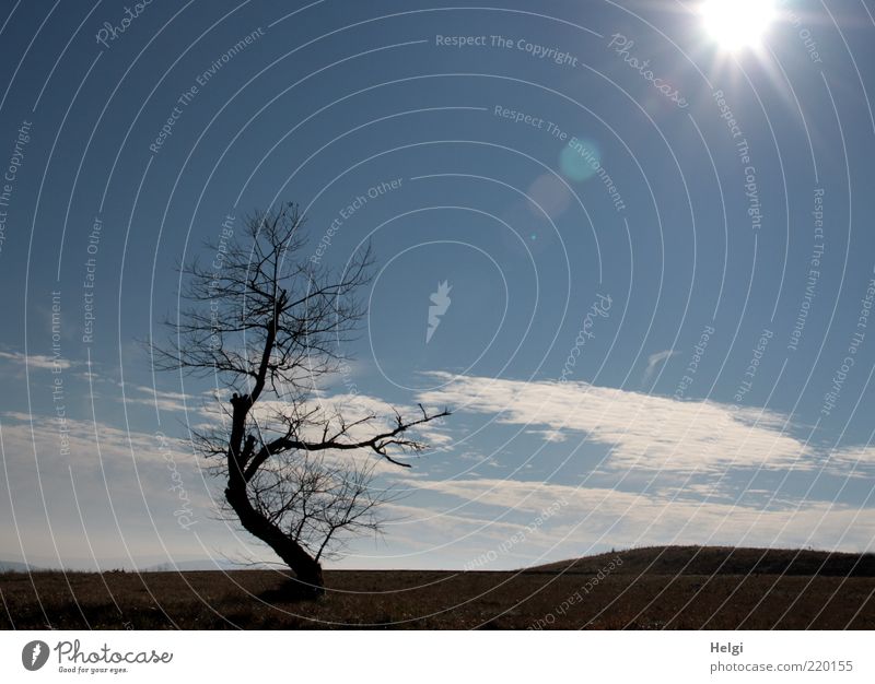 bizarre beauty... Environment Nature Landscape Plant Sky Clouds Sun Autumn Climate Beautiful weather Drought Tree Grass Meadow Wasserkuppe Stand Growth Esthetic