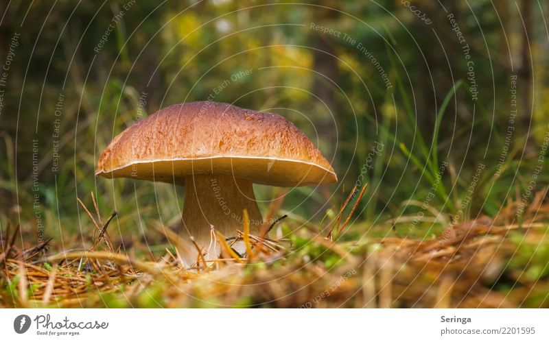 What a fat thing. Nature Plant Animal Autumn Tree Grass Moss Fern Park Forest Growth Boletus Mushroom Mushroom picker Mushroom soup Poison Edible Colour photo