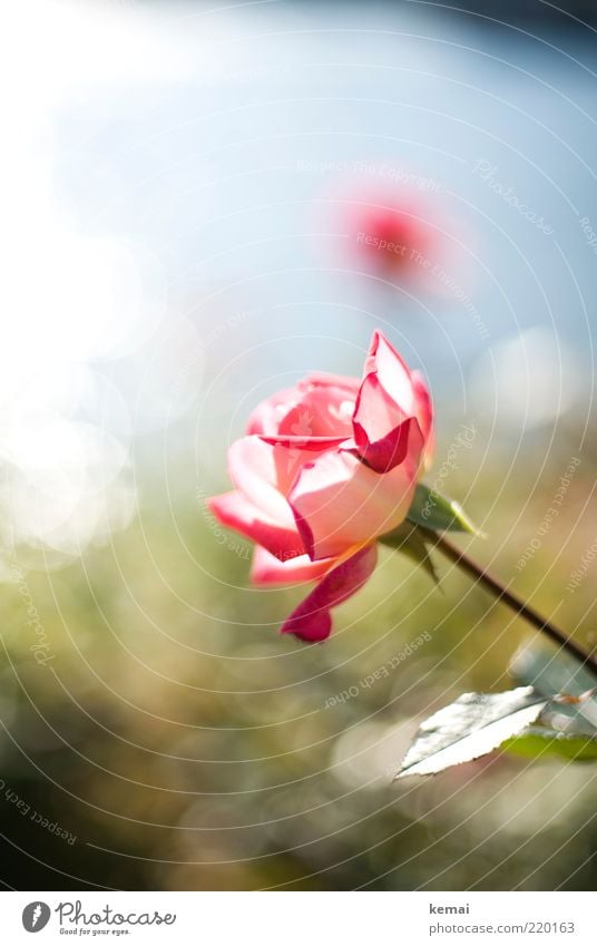 Pink Rose Environment Nature Plant Water Sunlight Summer Autumn Beautiful weather Warmth Flower Leaf Blossom Foliage plant Wild plant Blossoming Fragrance