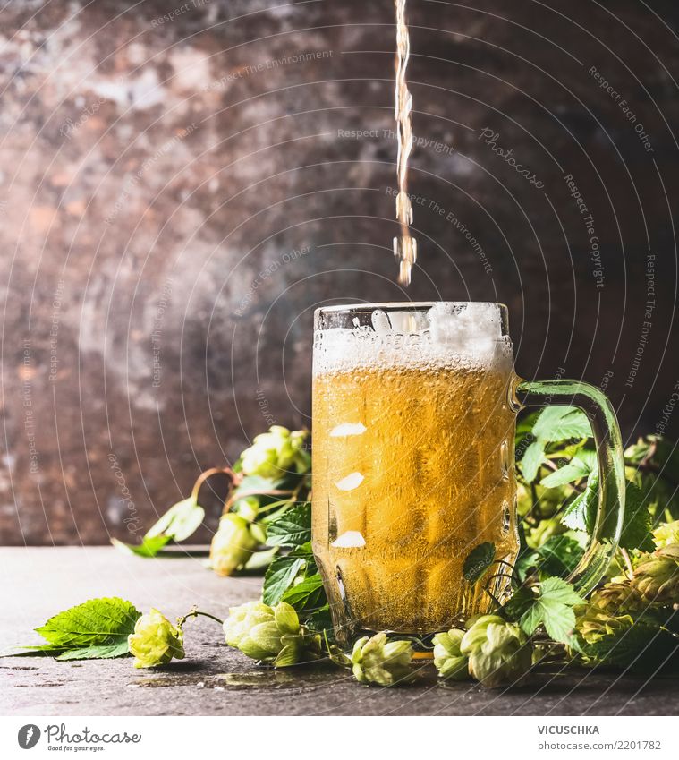 beer pours in beer measure on table with fresh hops Beverage Cold drink Beer Cup Style Design Summer Bar Cocktail bar Pub Hop Froth Colour photo Studio shot