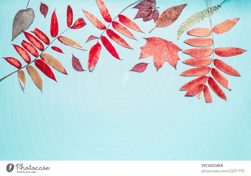 Beautiful autumn leaves Border Design Summer Nature Plant Autumn Leaf Decoration Sign Ornament Background picture Composing Still Life Autumn leaves Frame