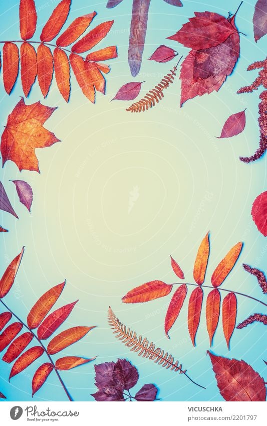 Autumn Leaves Frame Style Design Garden Nature Leaf Autumn leaves Background picture Copy Space Multicoloured Red Orange Blue Conceptual design Colour photo