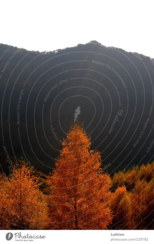 sunshine Nature Sunlight Autumn Tree Forest Emotions Sunbeam Lighting Gold Red Black Colour photo Exterior shot Deserted Copy Space top Day Copy Space middle