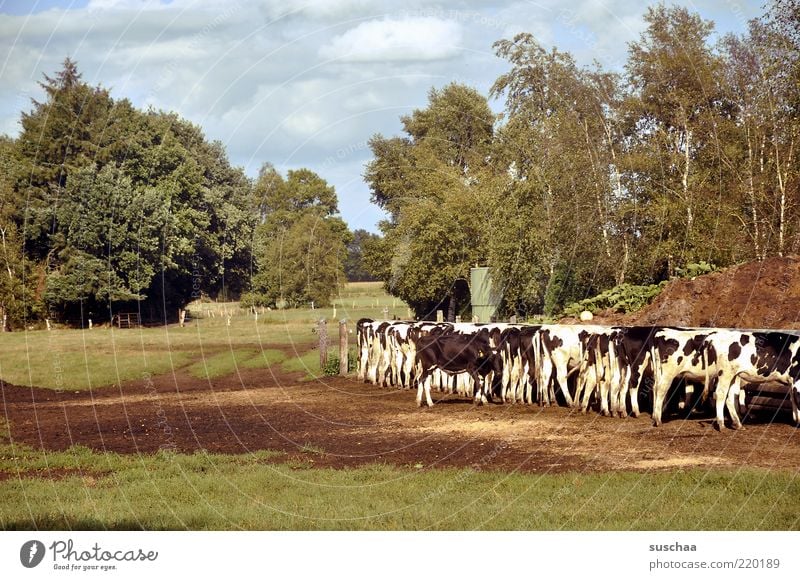 frisian cows Nature Sky Clouds Summer Weather Beautiful weather Group of animals Herd To feed Feeding Pasture Farm animal Cow Grass Tree Exterior shot Day