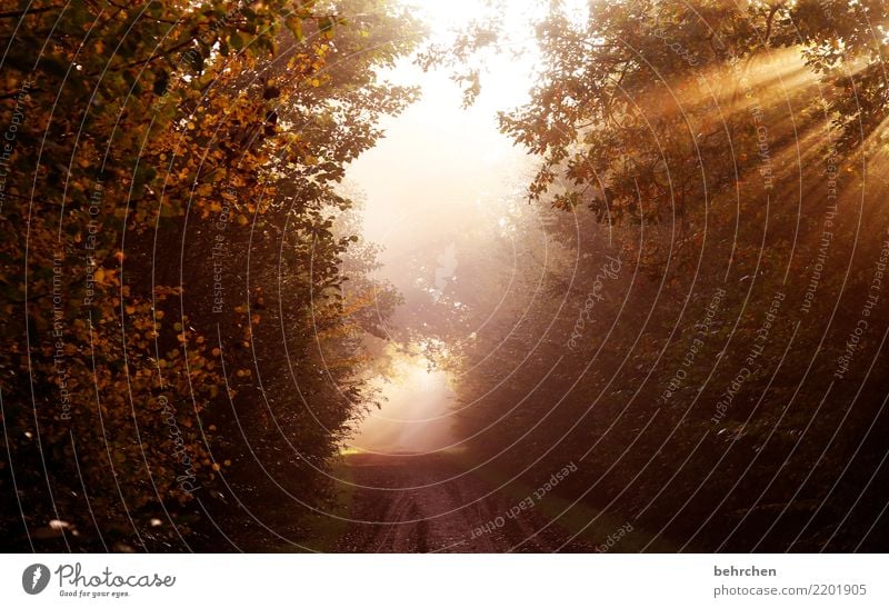 awake Nature Landscape Sunrise Sunset Sunlight Autumn Climate change Beautiful weather Fog Plant Tree Bushes Park Forest Hope Belief Grief Longing Leaf