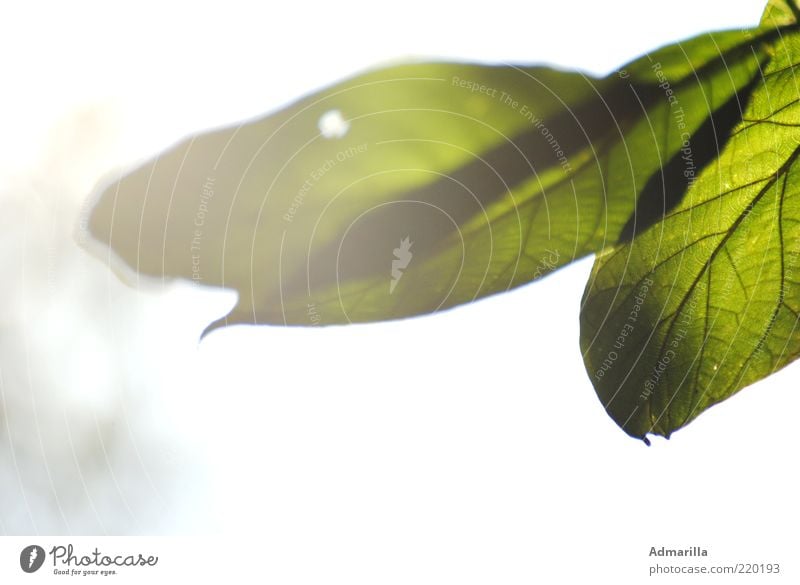 summer light Plant Sunlight Summer Leaf Foliage plant Authentic Bright Uniqueness Near Natural Green White Emotions Moody Colour photo Exterior shot Close-up