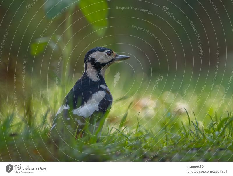 great spotted woodpecker Environment Nature Animal Sunlight Spring Summer Autumn Grass Garden Meadow Forest Wild animal Bird Animal face Wing Spotted woodpecker