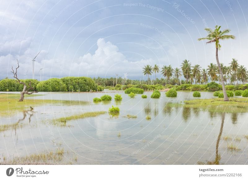 Kalpitiya Lagoon, Sri Lanka morass Bog Asia Vacation & Travel Traveling Idyll Freedom liberty Card Tourism Sun Sunbeam Clouds Summer Paradise Nature intact