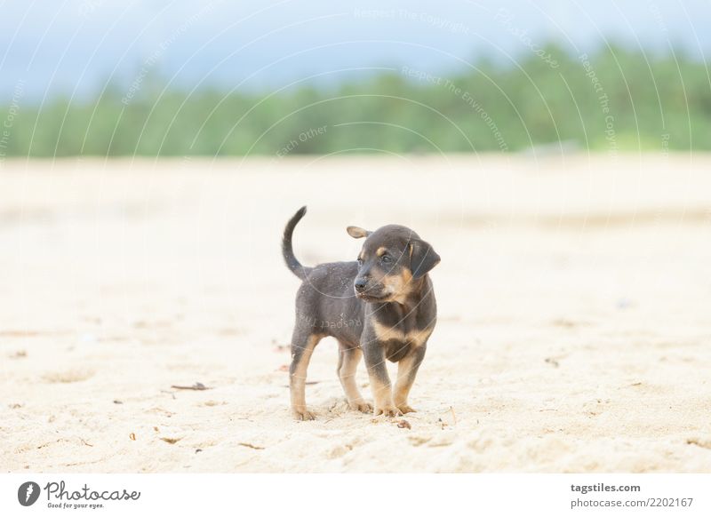 Puppy at the beach of Kalpitiya, Sri Lanka Dog Asia Vacation & Travel Idyll Freedom liberty Card Tourism Sun Sunbeam Summer Paradise Nature Landscape Beach Sand