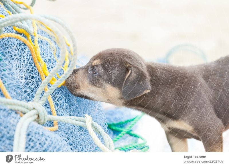 Dog-puppy snooping at a fishing net, Sri Lanka Kalpitiya Puppy Sniff Fishing (Angle) Fishery Fishing net Fishnet tights Fisherman Asia Vacation & Travel