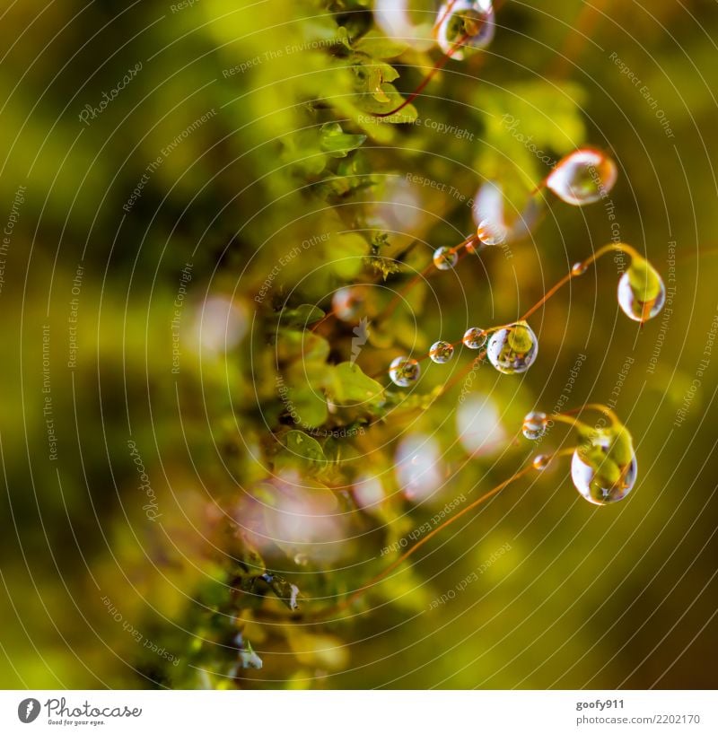 pearl Trip Summer Environment Nature Water Drops of water Sunlight Spring Autumn Rain Grass Bushes Moss Garden Park Meadow Glittering Hang Colour photo