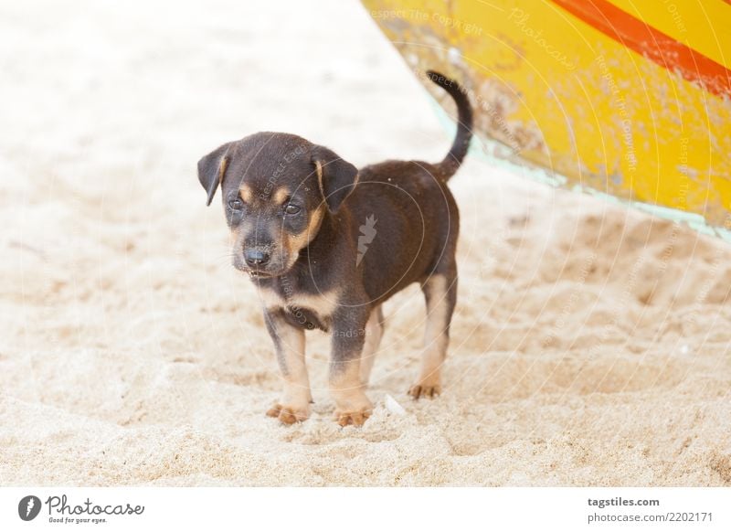 Dog-puppy waiting for mummy, Sri Lanka Kalpitiya Puppy Wait Asia Vacation & Travel Traveling Idyll Freedom Card Tourism Sun Sunbeam Summer Paradise Paradisical