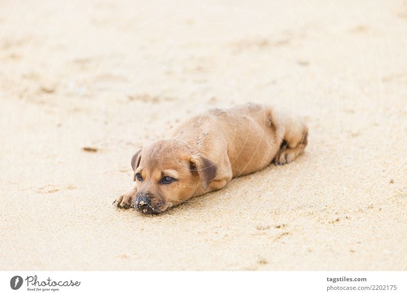 Puppy relaxing at the beach, Sri Lanka Kalpitiya Dog Asia Vacation & Travel Idyll Freedom liberty Card Tourism Sun Sunbeam Summer Paradise Nature Natural intact