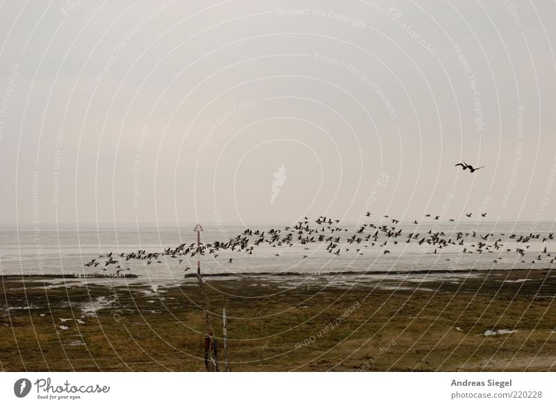 atmosphere of departure Nature Landscape Sky Clouds Bad weather Coast North Sea Ocean Dike North Frisland Animal Bird Flock Flying Beginning Horizon Departure