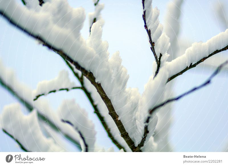 Ice cold preserved Design Work of art Shows Nature Plant Cloudless sky Winter Weather Frost Snowfall Bushes Field Water Relaxation Sleep Esthetic Exotic Cold