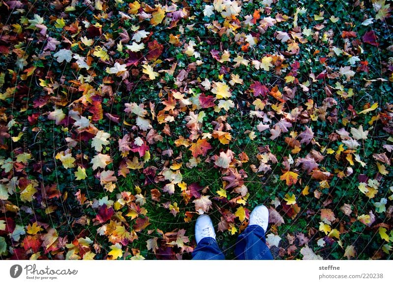 colourful is healthy Nature Autumn Leaf Meadow Multicoloured Autumn leaves Legs Colour photo Exterior shot Feet Autumnal Autumnal colours Bird's-eye view