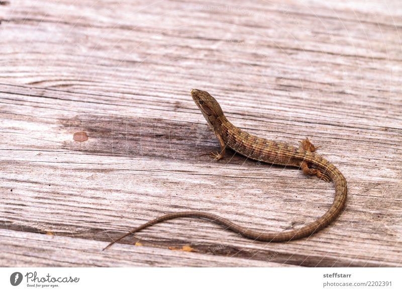 Southern Alligator lizard Elgaria multicarinata Nature Animal Pet Wild animal 1 Wood Brown alligator lizard Saurians Reptiles scales herp wildlife wild life