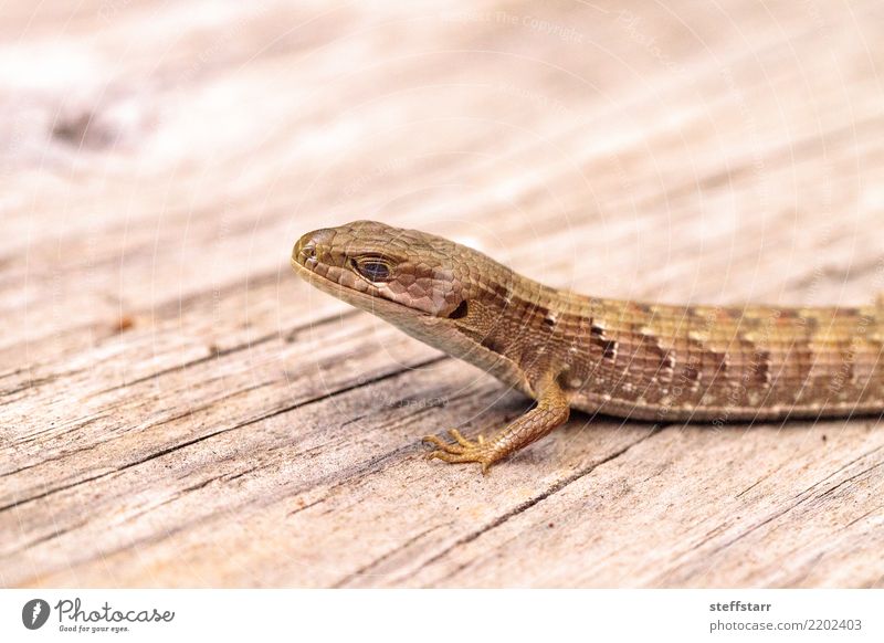 Southern Alligator lizard Elgaria multicarinata Nature Animal Pet Wild animal Animal face Scales 1 Wood Brown alligator lizard Saurians Reptiles herp wildlife