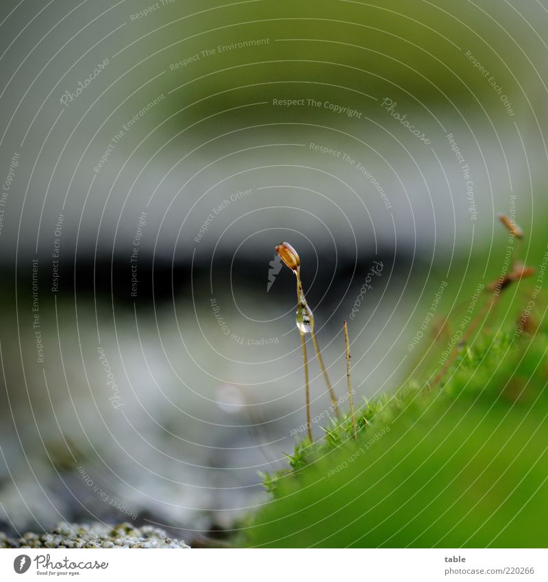 Wet Environment Nature Plant Drops of water Climate Moss Foliage plant Wild plant Glittering Growth Gray Green Black Damp Vertical Individual Wetlands