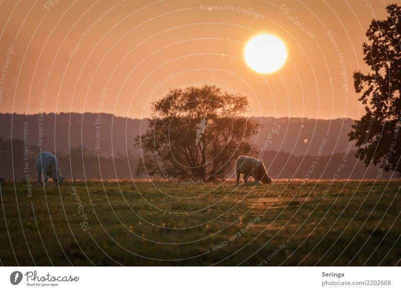 Fall sunset Environment Nature Landscape Plant Animal Sun Autumn Beautiful weather Meadow Pet Farm animal Cow Animal face Pelt 2 Group of animals Herd