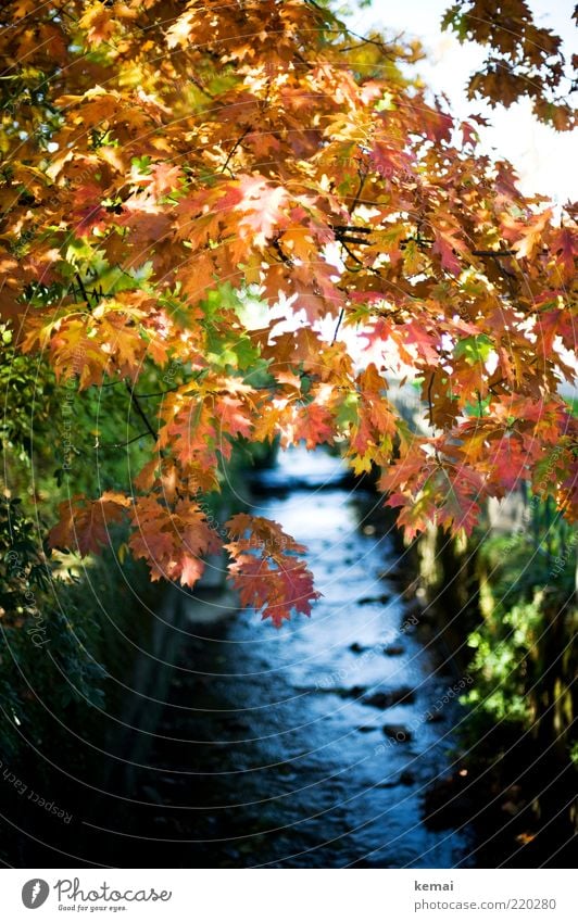 The stream and its flora Environment Nature Landscape Plant Water Sunlight Autumn Beautiful weather Tree Bushes Leaf Foliage plant Wild plant Brook River