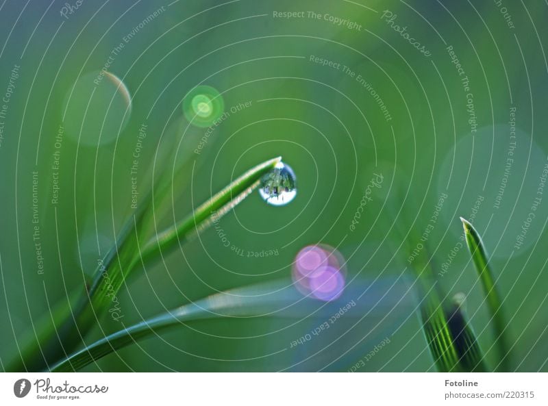 enchanted Environment Nature Plant Elements Water Drops of water Grass Bright Wet Natural Green Blade of grass Colour photo Multicoloured Exterior shot Close-up