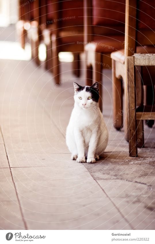 patience Animal Cat Animal face Paw 1 Patient Cat's head Sidewalk café Chair Wait White Black Pelt Street cat Prowl Colour photo Exterior shot Copy Space bottom