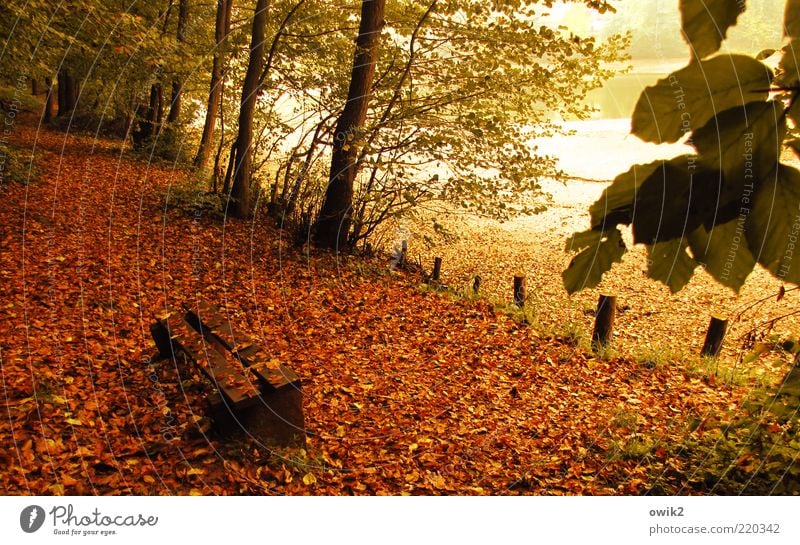 people's bank Environment Nature Plant Autumn Tree Leaf Twigs and branches Autumn leaves Park Forest Pond Lake Seating Bench Park bench Wood To dry up Yellow