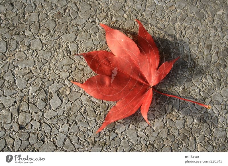 Red vs. grey Harmonious Plant Autumn Leaf Wild plant Calm Nature Transience Change Contrast October November Colour photo Exterior shot Deserted Copy Space left