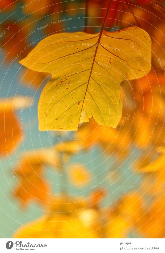 Golden Autumn Environment Nature Plant Beautiful weather Leaf Esthetic Reflection Vessel Stalk Seasons Autumnal colours Yellow Rachis Deserted Part of the plant