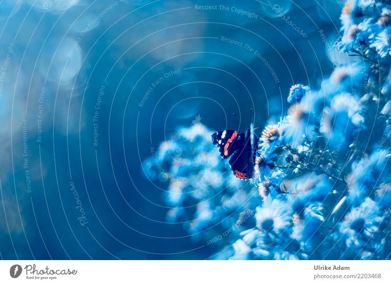 Butterfly on autumn - Aster Art Blur Photography Nature Animal Summer Autumn Flower Blossom Herbaceous plants Garden Park Wild animal Wing Insect Red admiral