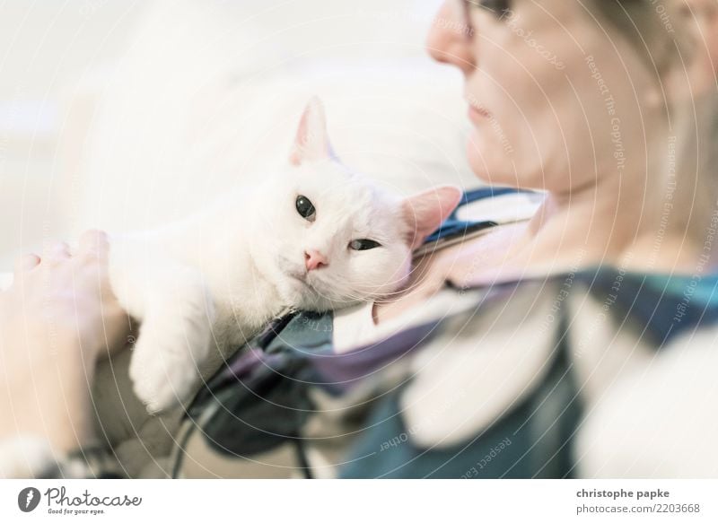 couch cat II Animal Pet Animal face Pelt Paw 1 Relaxation Cute White Love of animals Contentment Interior shot Shallow depth of field Animal portrait