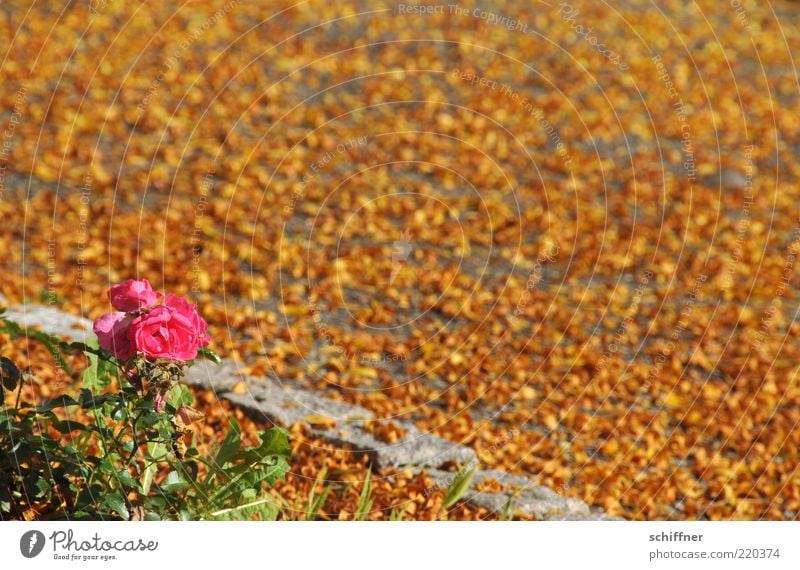 Girl in autumn Plant Sunlight Beautiful weather Rose Foliage plant Illuminate Yellow Pink Autumn Autumn leaves Autumnal Autumnal colours Leaf Ground Many