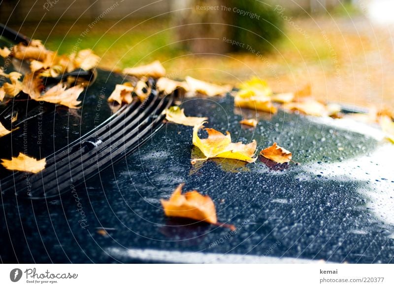 bonnet decoration Environment Nature Plant Drops of water Autumn Climate Bad weather Rain Leaf Foliage plant Wild plant Car Hood Vent slot Lie Cold Wet Yellow