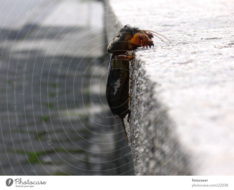 mole cricket Land-based carnivore Insect Lacking Thief Seldom