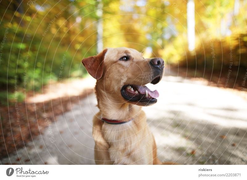 Autumn dog portrait Environment Nature Beautiful weather Forest Animal Pet Dog 1 Looking Natural Curiosity Joy Happy Happiness Contentment