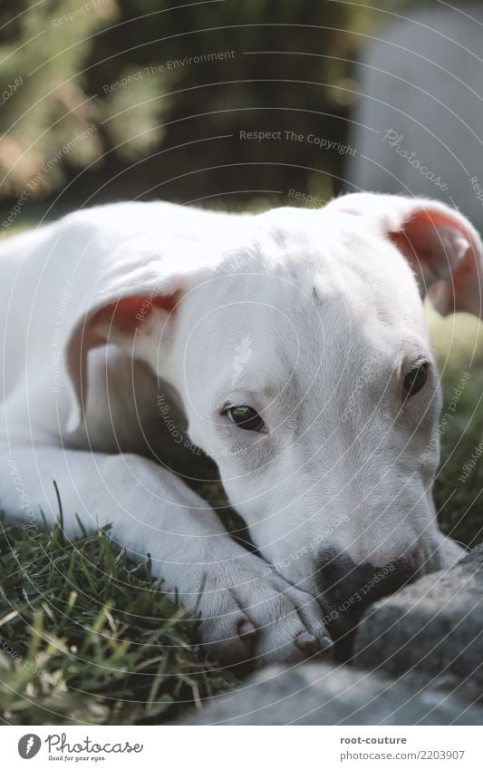 Dogo Argentino - Argentino Mastiff Puppy Animal Pet Paw 1 Baby animal Lie Looking White Love of animals Calm Relaxation Animal portrait Watchdog mastic