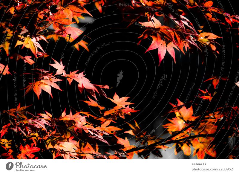 framed in autumn Nature Plant Autumn Bushes Leaf Maple branch Autumnal colours Maple leaf Tree Park Forest Illuminate Orange Red Black Energy October