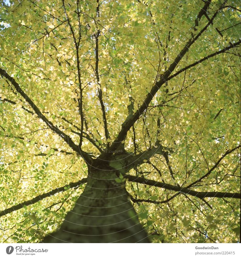 The result Environment Nature Autumn Plant Tree Old Emotions Moody Leaf Leaf canopy Treetop Colour photo Exterior shot Day Light Contrast Shallow depth of field