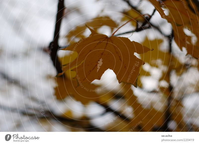 Sheet_2010 Nature Plant Autumn Leaf Simple Beautiful Natural Brown Multicoloured Yellow Gold Moody Calm Colour photo Exterior shot Close-up Detail Deserted