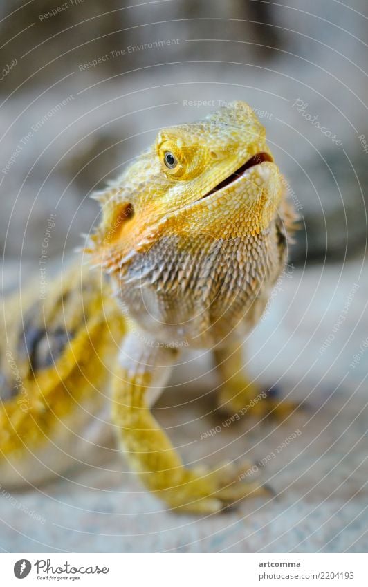 Yelow bearded dragon lizard pet closeup scaly tail spikes texture reptilian reptile animal wildlife spines vicious stance dinosaur desert goanna looking zoo