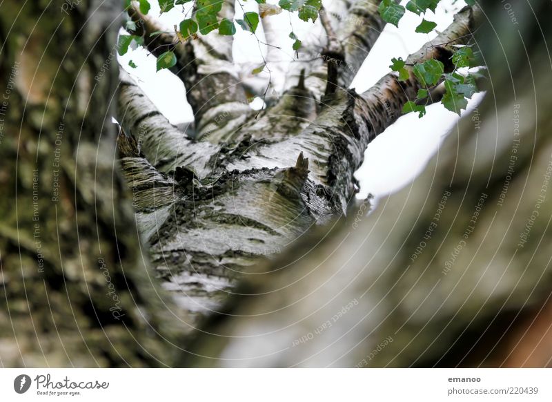 birch tree Environment Nature Plant Spring Summer Autumn Tree Leaf Growth White Life Birch tree Birch bark Tree bark Branch Tree trunk Surface Smoothness Sky