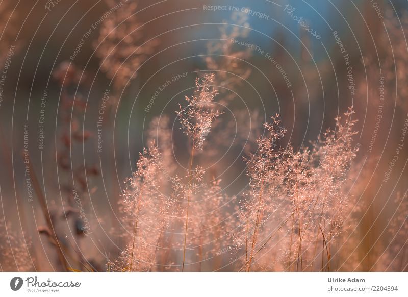 Grasses in the evening light Wellness Harmonious Well-being Contentment Relaxation Calm Meditation Nature Plant Summer Autumn Meadow Field Bog Marsh Glittering